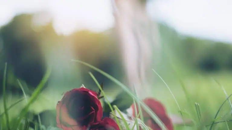 roses flower on green grass field